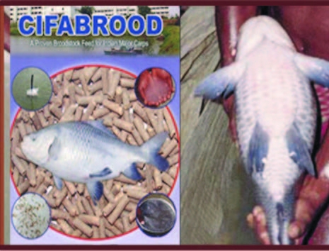 cifa fish feed