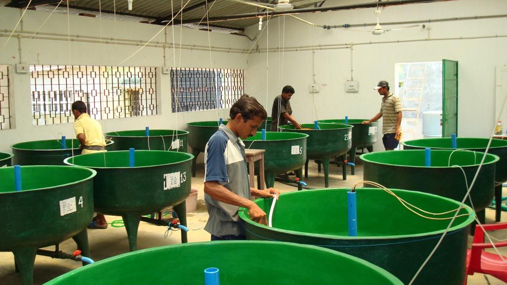 जलकृषि उत्पादन एवं पर्यावरण प्रभाग