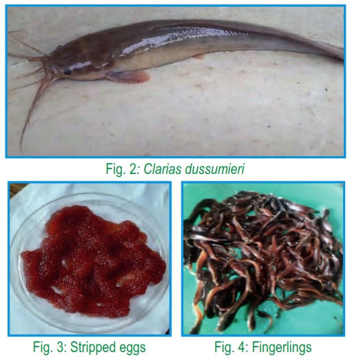 (English) Aquaculture