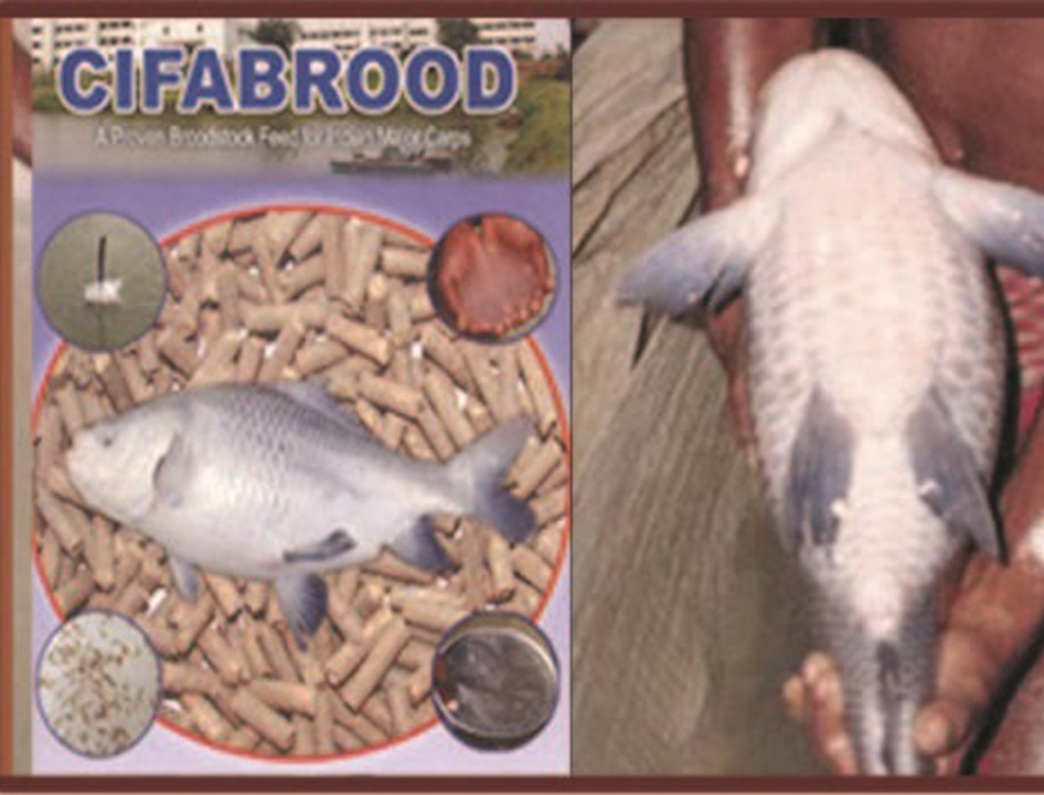 (English) CIFABROOD
