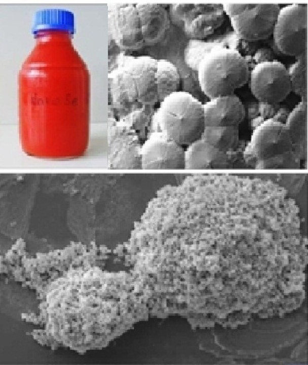 (English) Zinc-Selenium Nanoplus for Fish Feed